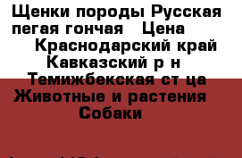 Щенки породы Русская пегая гончая › Цена ­ 4 000 - Краснодарский край, Кавказский р-н, Темижбекская ст-ца Животные и растения » Собаки   